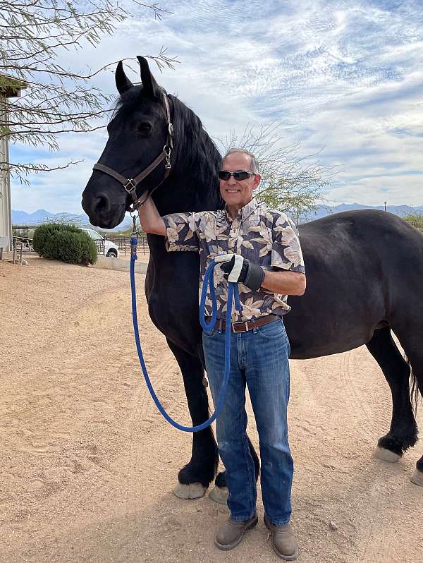 registered-friesian-pony