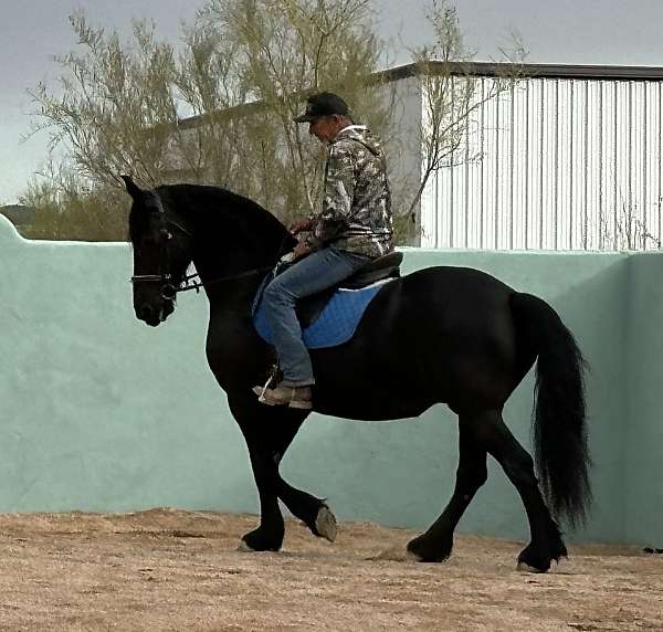 fhana-friesian-pony