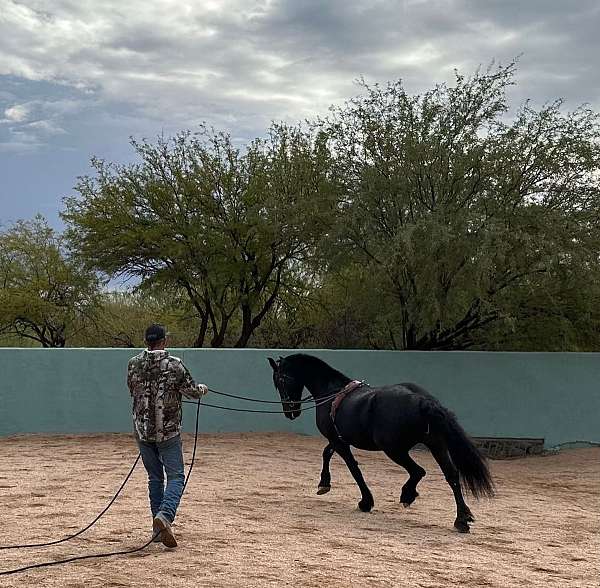 kfps-friesian-pony