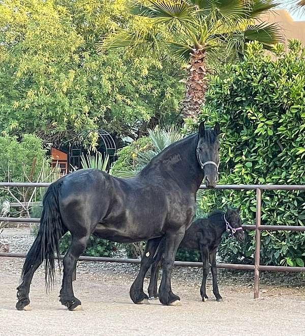 mare-friesian-pony
