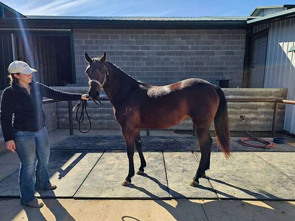 calf-roping-quarter-horse