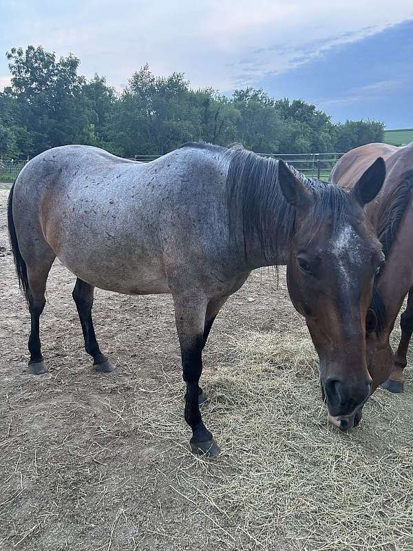 quarter-horse-gelding