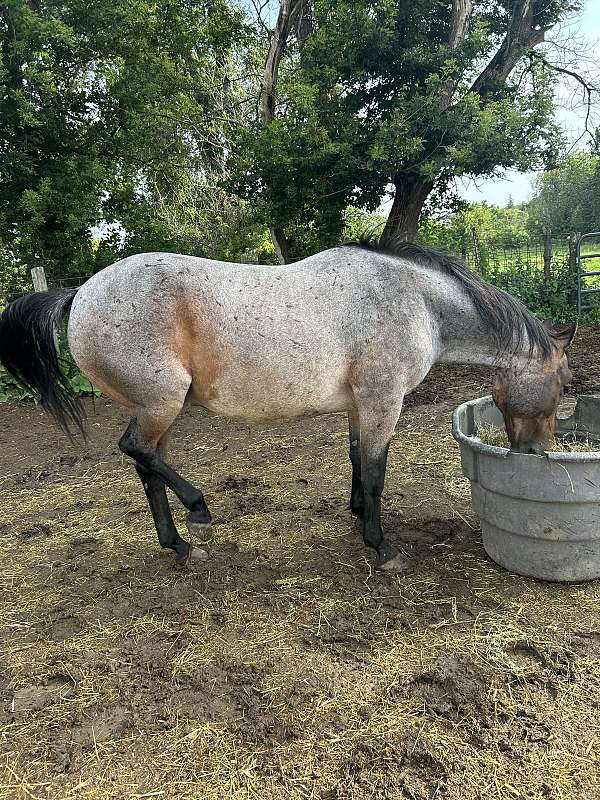 quarter-horse-for-sale