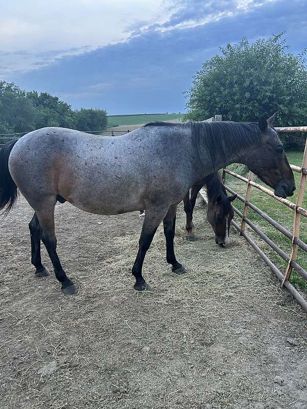 quarter-horse