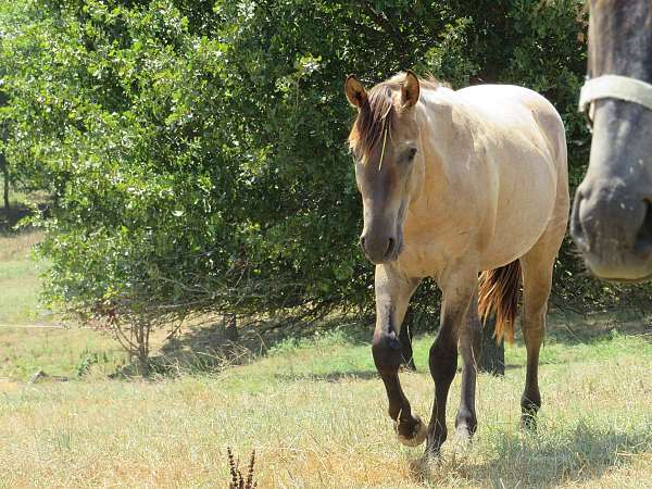 dun-roan-cross-horse