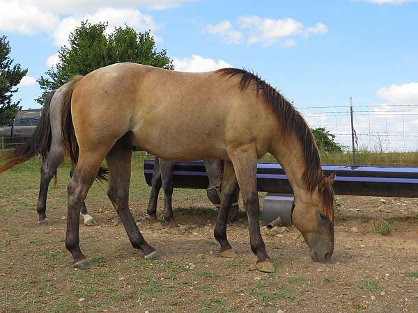 dun-roan-halter-horse