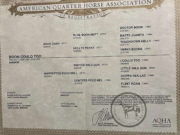 dun-roan-heel-horse