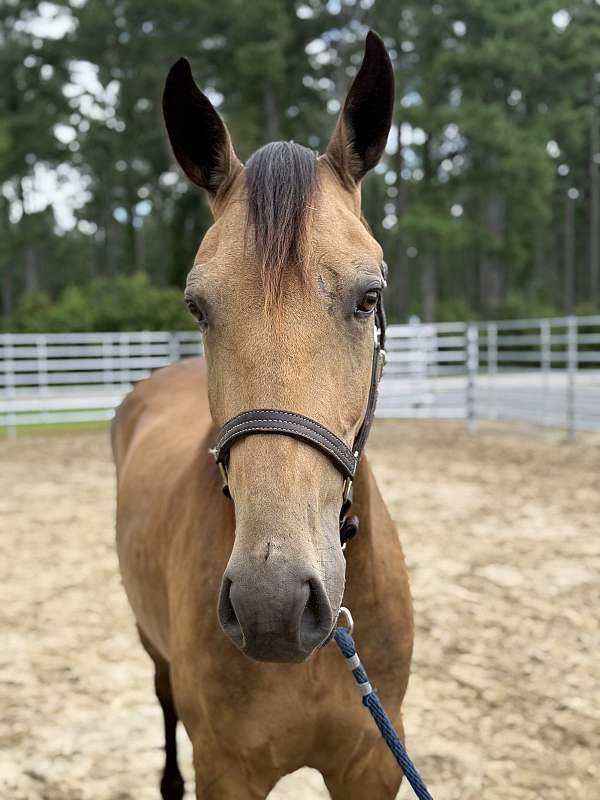 15-hand-draft-gelding