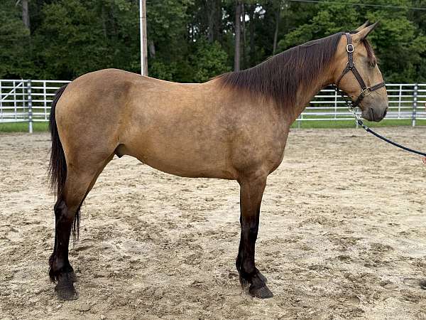 buckskin-draft-gelding