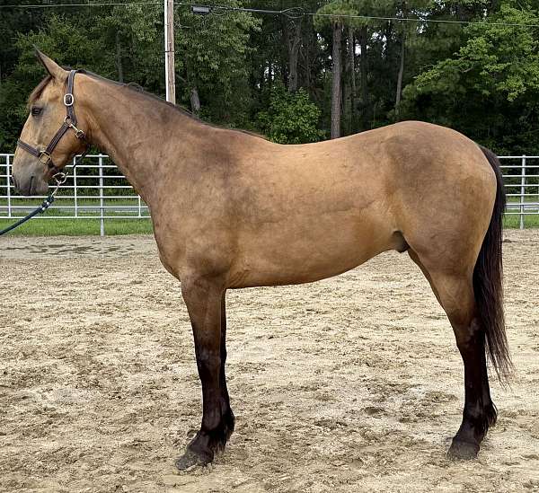 buckskin-gelding-for-sale
