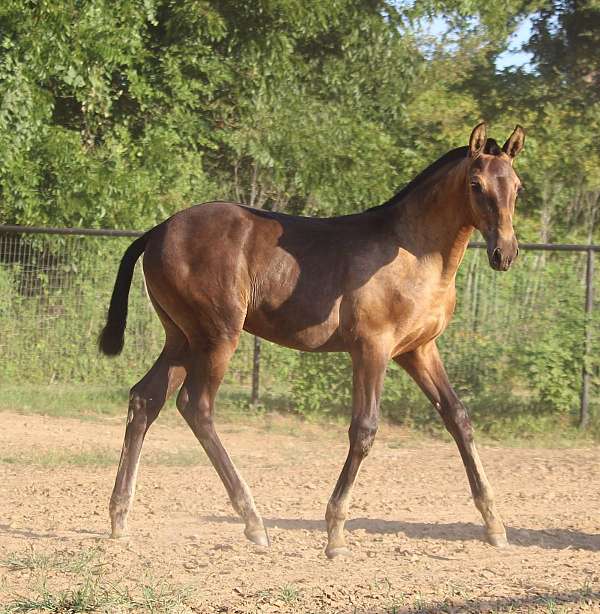 smokey-black-fei-horse