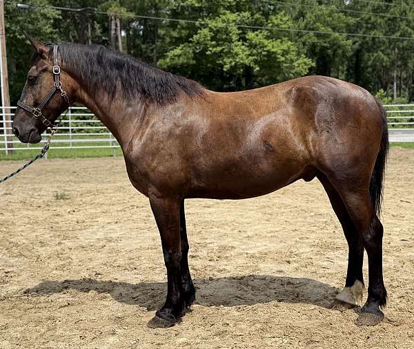 bay-draft-gelding