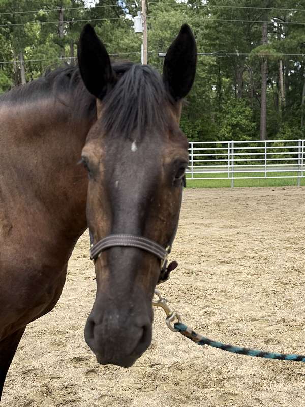 14-hand-draft-gelding