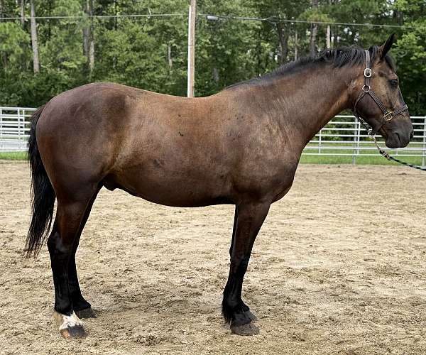 bay-gelding-for-sale