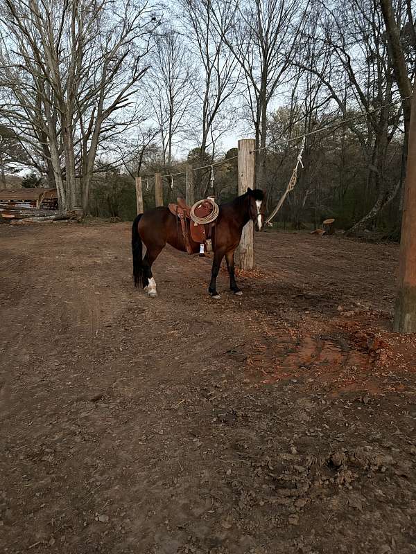 adult-mustang-horse