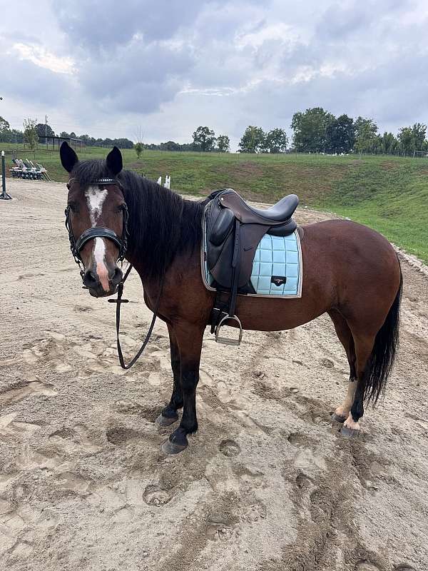 briar-mustang-horse