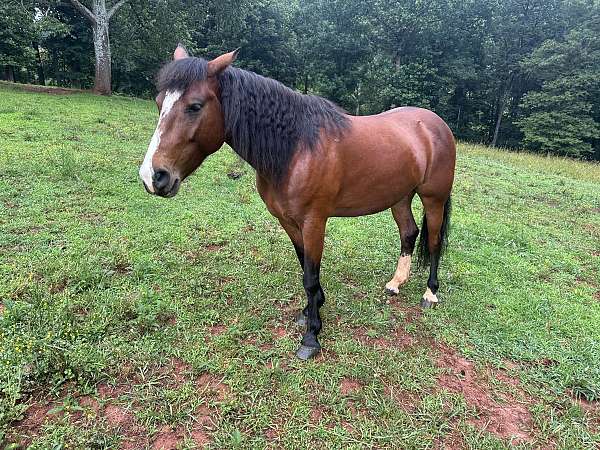 confident-mustang-horse