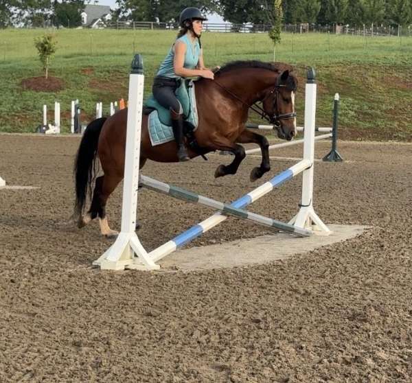 correct-mustang-horse