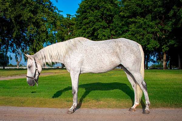 oklahoma-city-horse