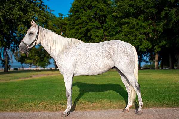 brick-house-gelding