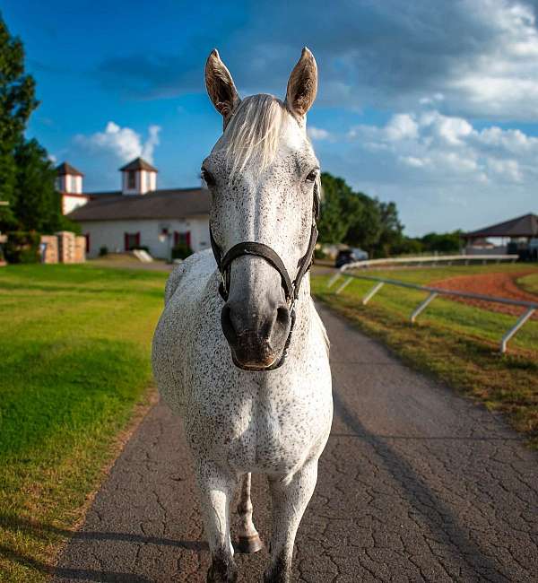 great-for-kids-gelding