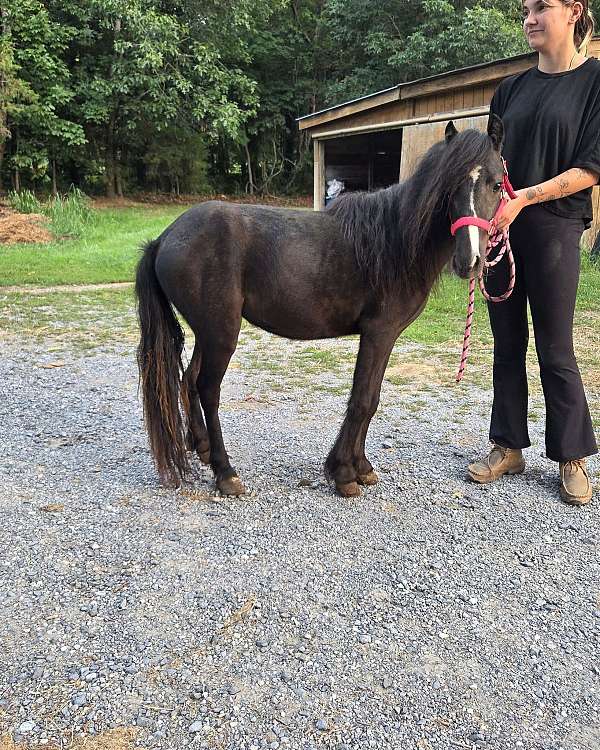filly-gypsy-vanner-pony