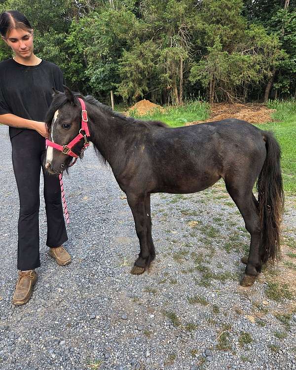 companion-therapy-gypsy-vanner-pony