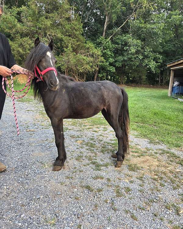 gypsy-cross-vanner-pony