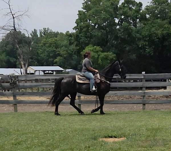 black-tennessee-walking-horse