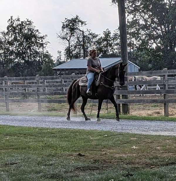 gaited-tennessee-walking-horse