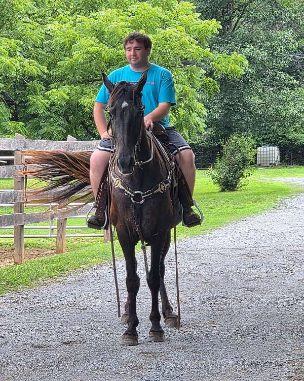 mare-tennessee-walking-horse