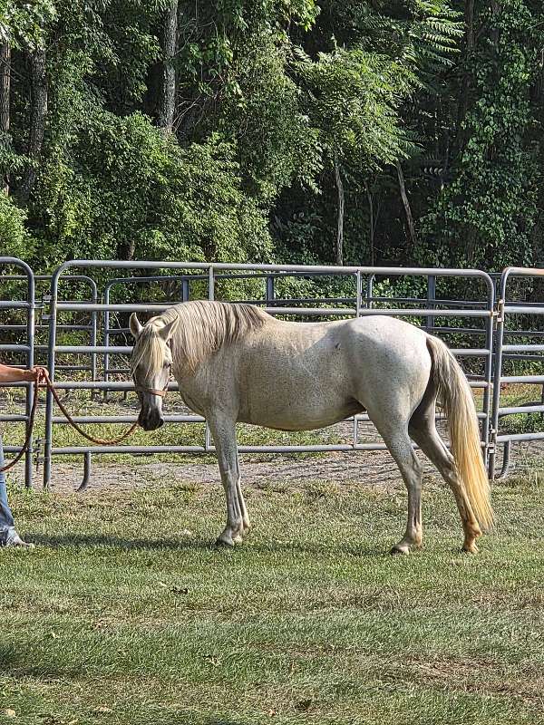 family-paso-fino-horse