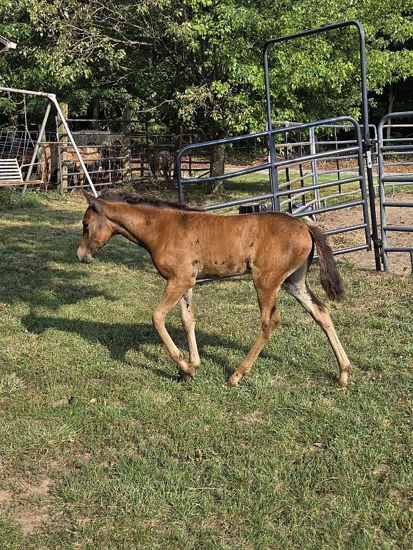 mare-filly-paso-fino-horse