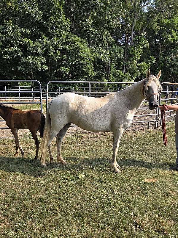 paso-fino-horse