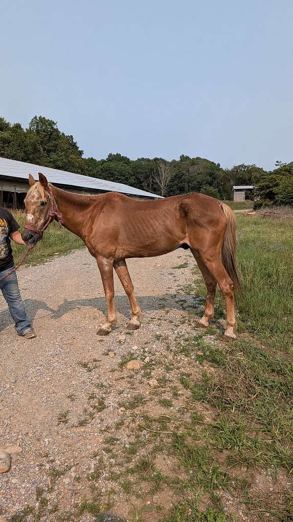 gelding-pony-racking-pony