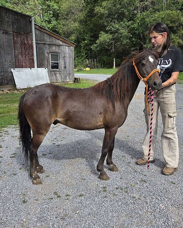 fancy-pony