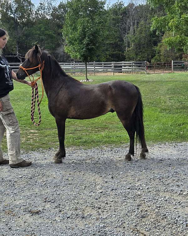 pony