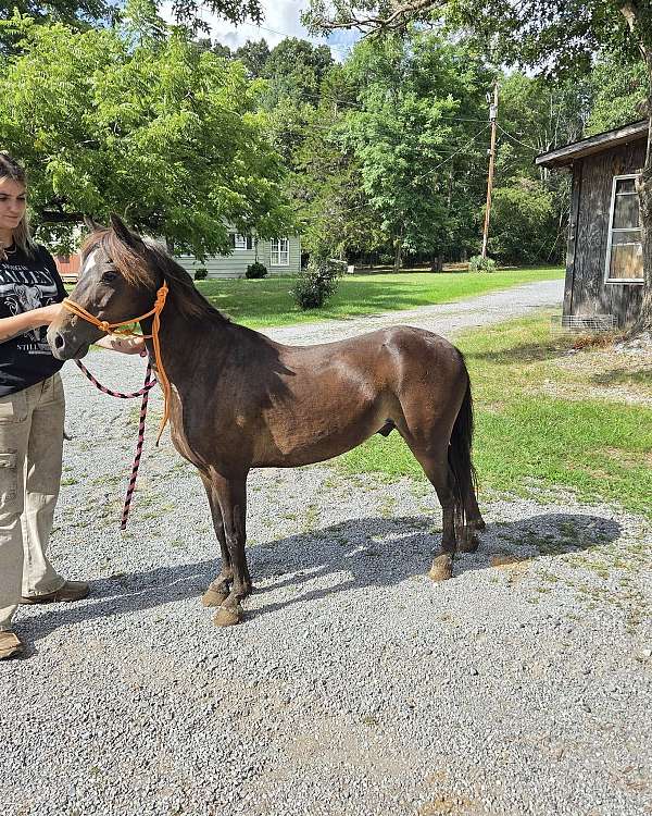 gelding-pony