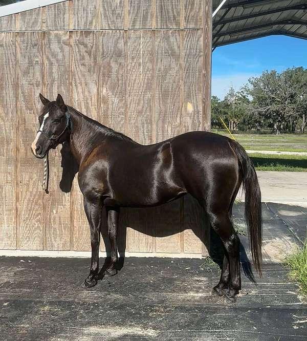 all-around-quarter-horse