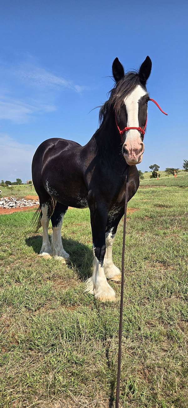 smokey-black-shire-gelding