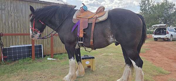 trail-trail-riding-shire-horse