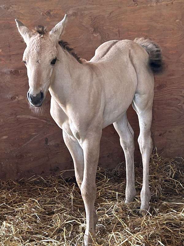 dun-none-horse