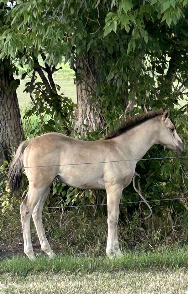 all-around-quarter-horse