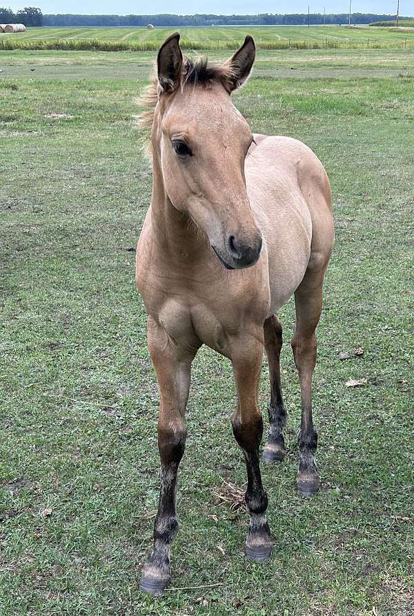 double-registered-quarter-horse