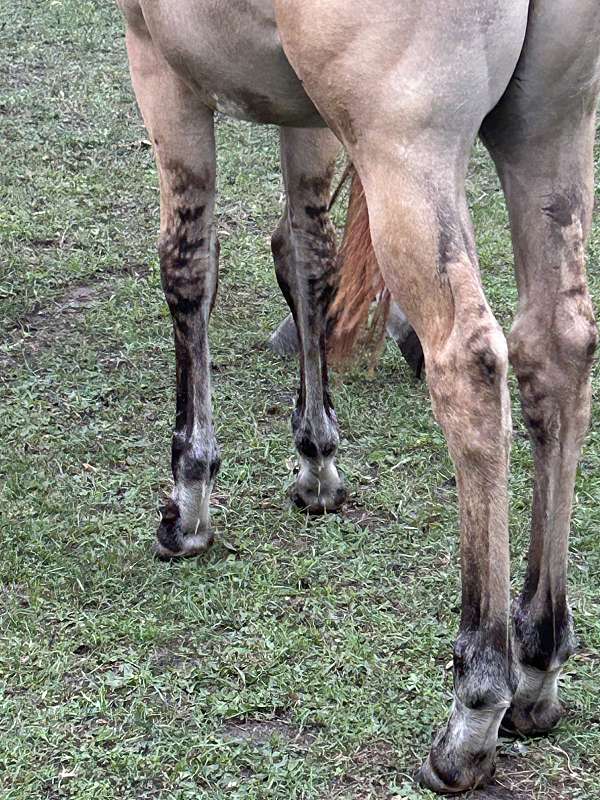 heading-quarter-horse