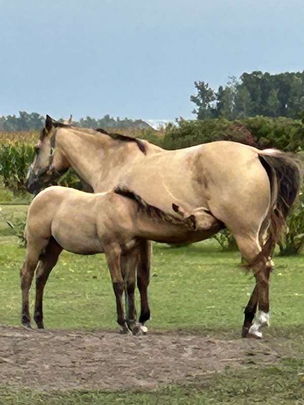 dun-factor-quarter-horse
