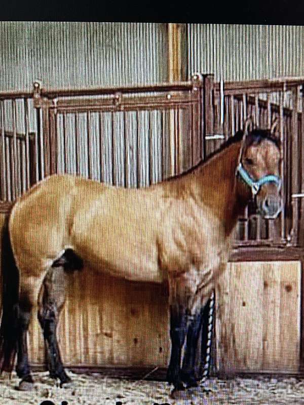 bueno-stallion