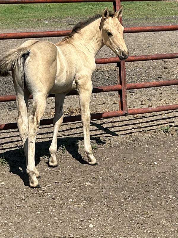 foundation-quarter-horse