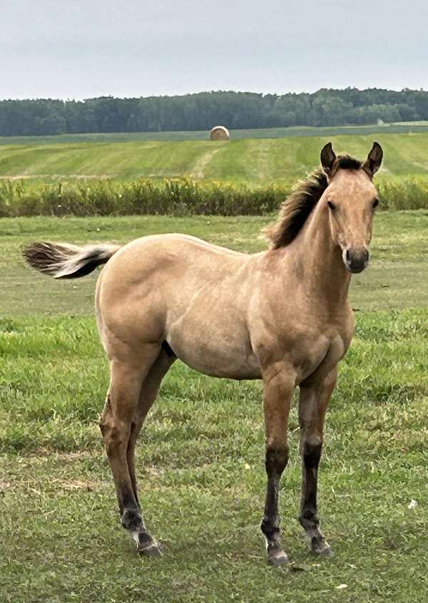 none-horse