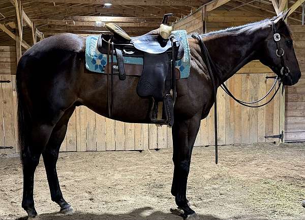 pleasure-appendix-horse